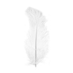 Plume d'autruche - Blanc - 30 cm